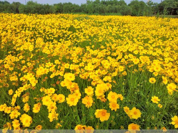 金鸡菊花海