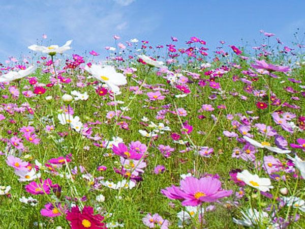 波斯菊花海