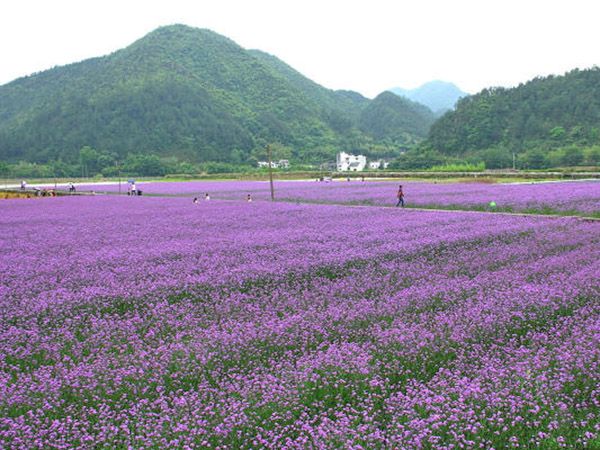 马鞭草花海