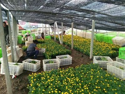 绿化草花种植基地-优质孔雀草大量低价批发
